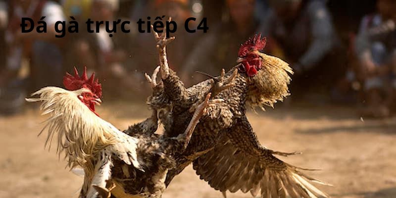 Đá gà trực tiếp C4 là gì?